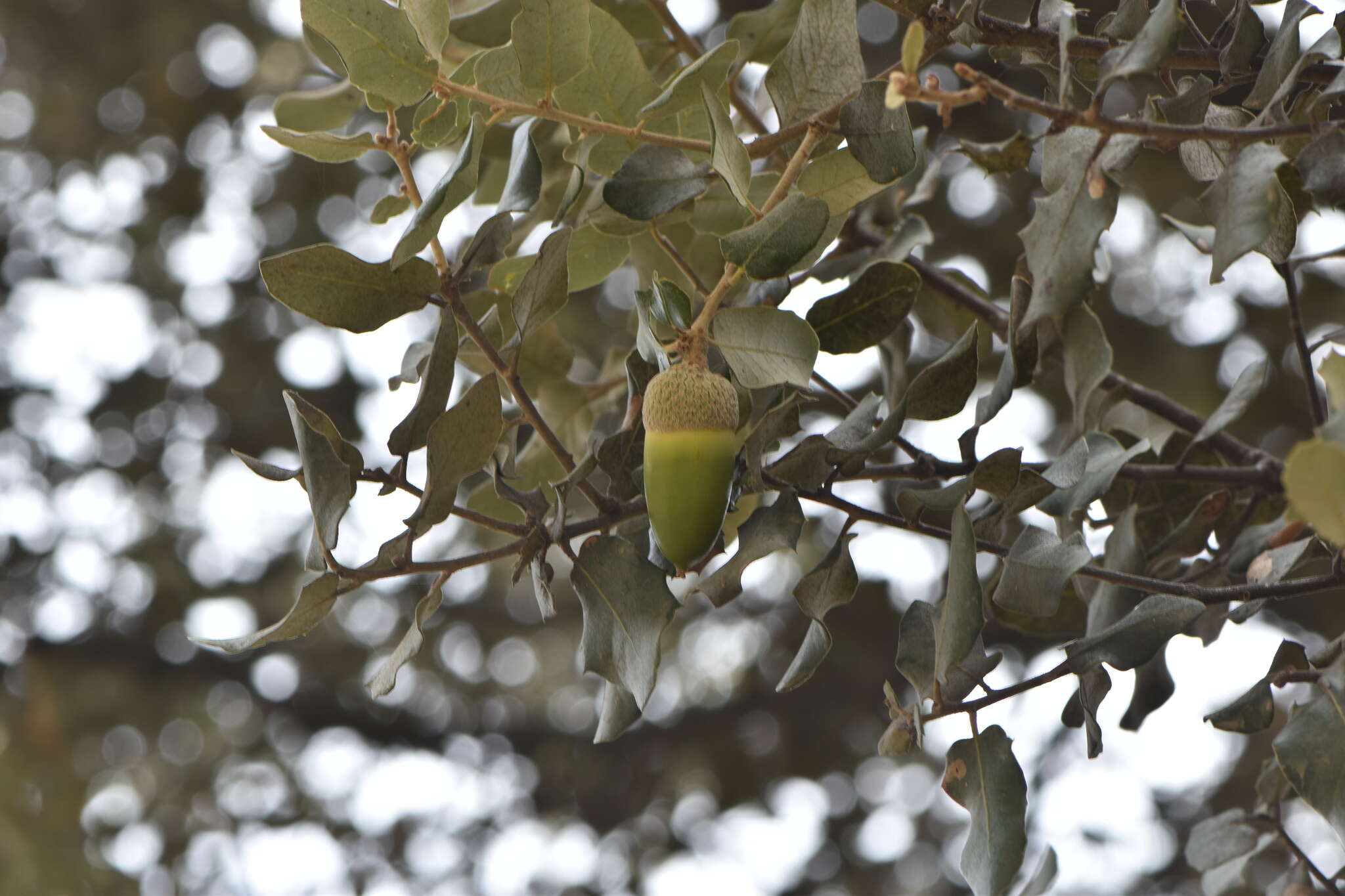 Image of Evergreen Oak