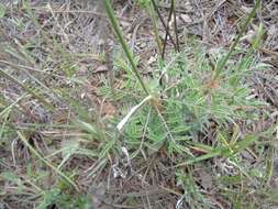 Image of Dalea reclinata (Cav.) Willd.