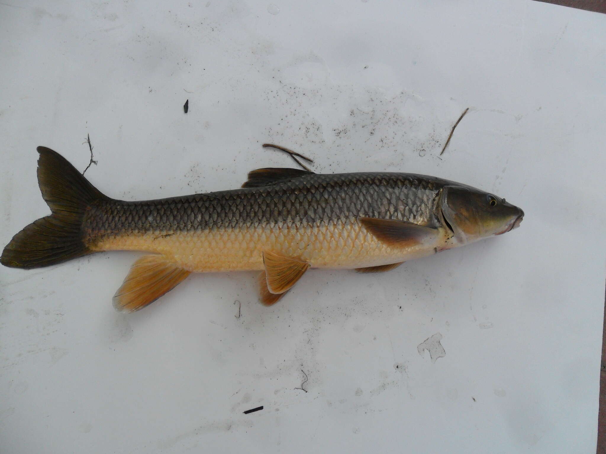 Image of Andalusian Barbel