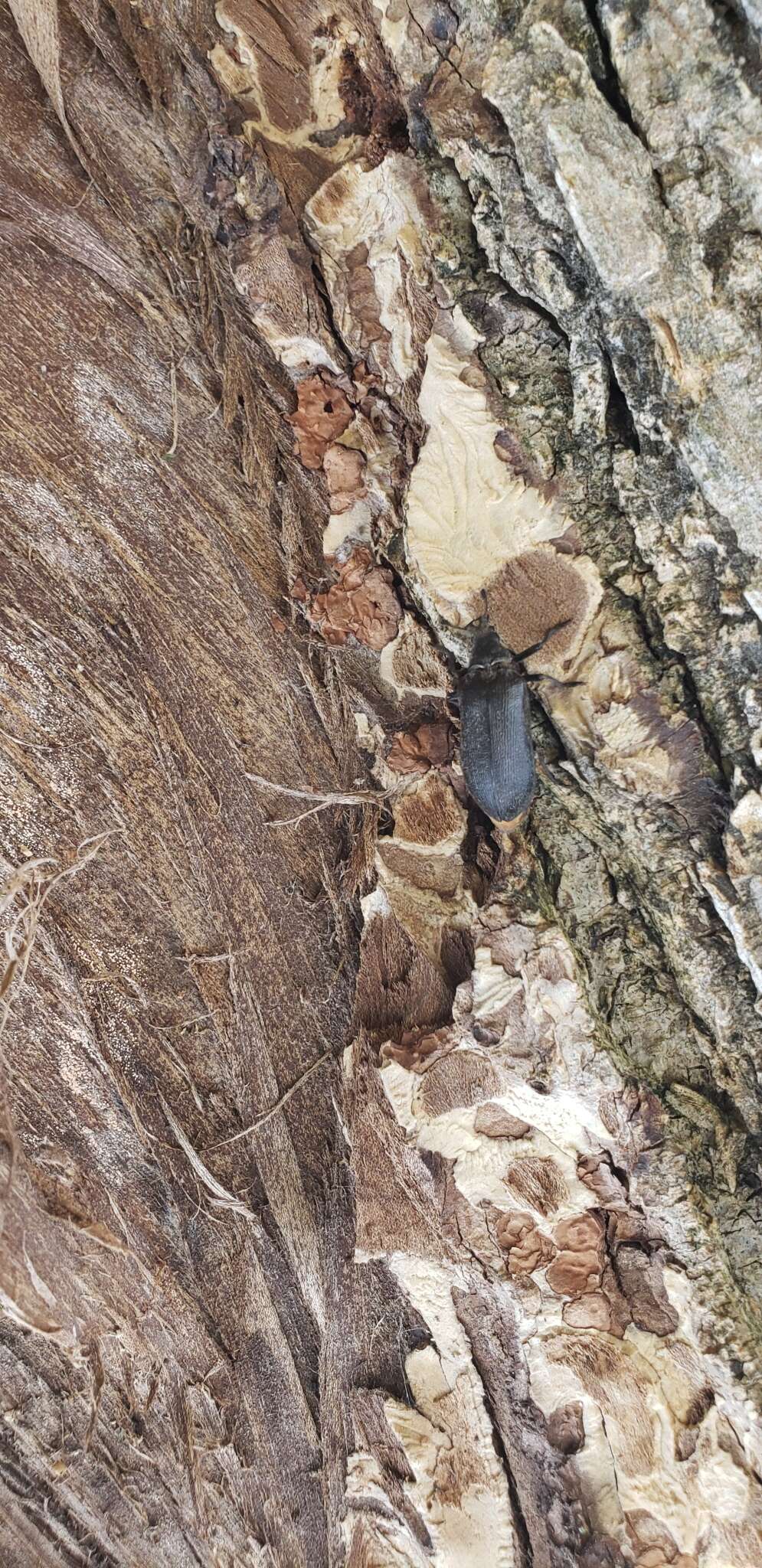 Image of Cedar Beetle