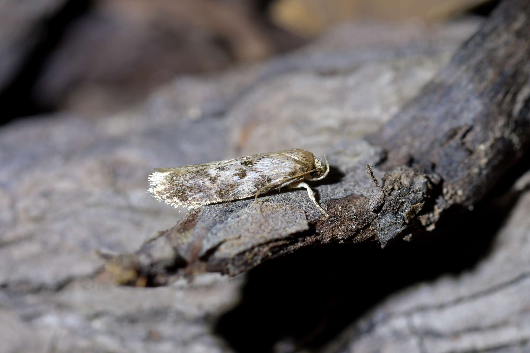 Image of Trachypepla photinella Meyrick 1883