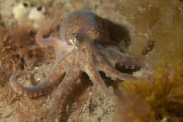 Image of Tehuelche octopus