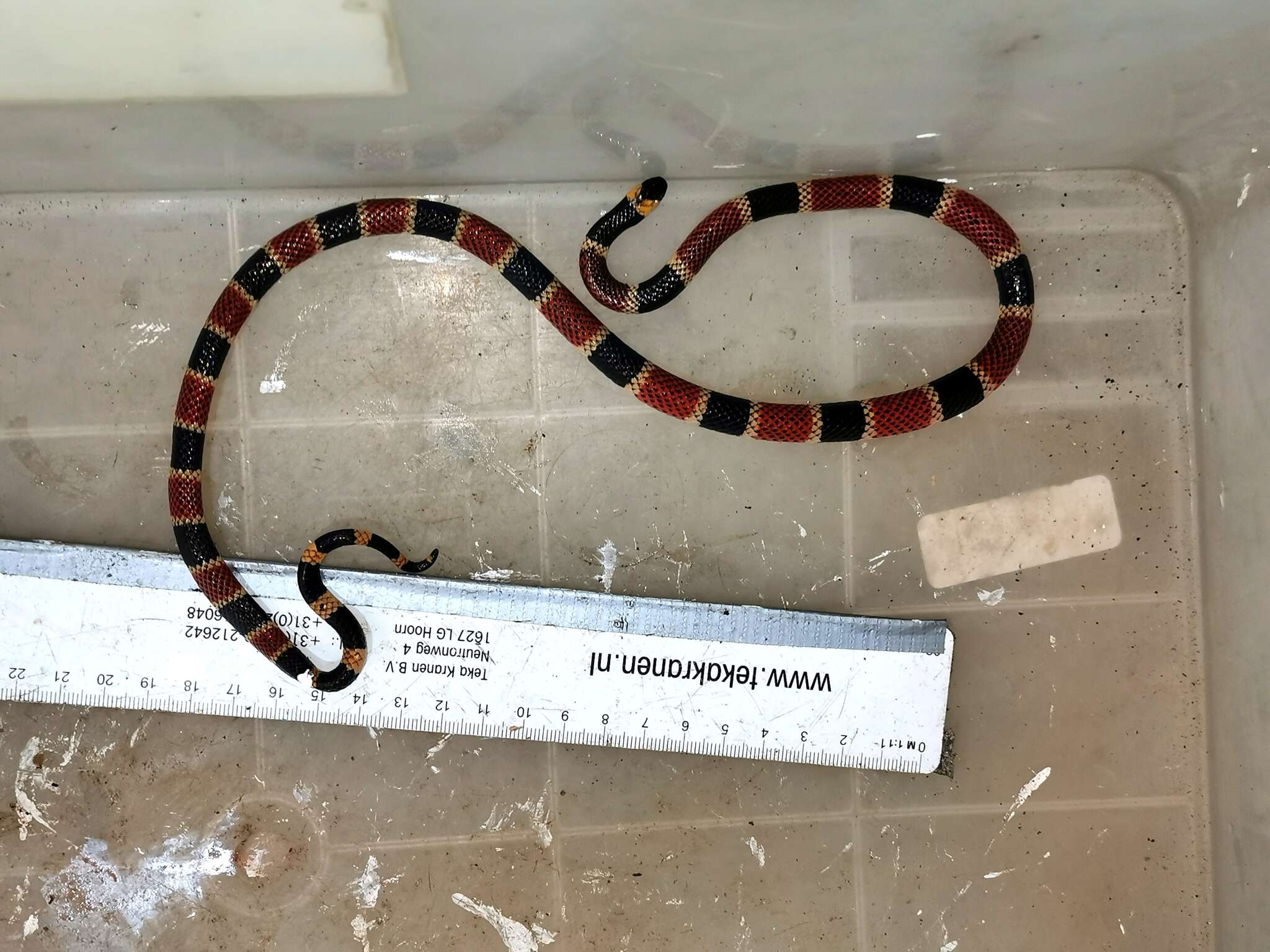 Image of Allen's Coral Snake