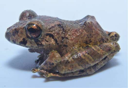 Image of Malli’s Rain Frog