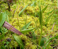 Слика од Ophioglossum lusitanicum L.