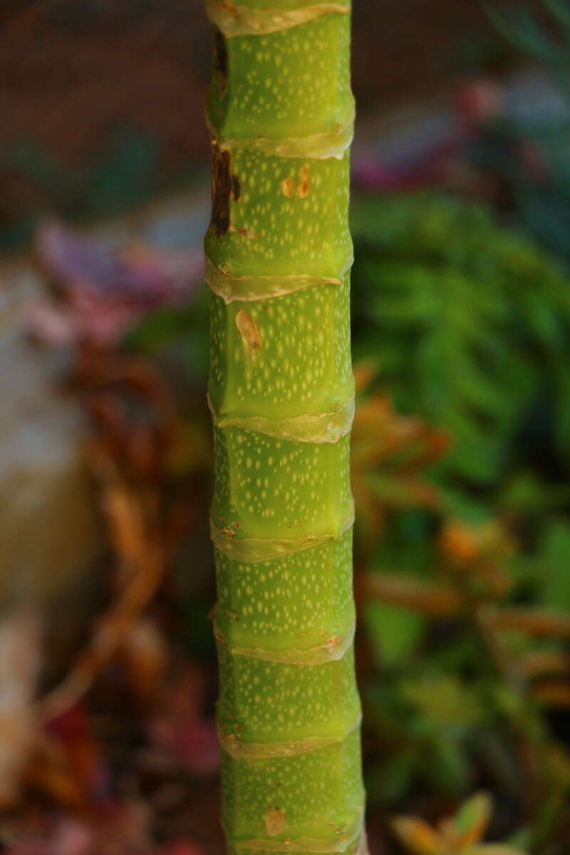 Image of Kalanchoe prolifera