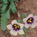 Diascia decipiens K. E. Steiner resmi