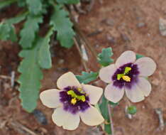 Image of Diascia decipiens K. E. Steiner