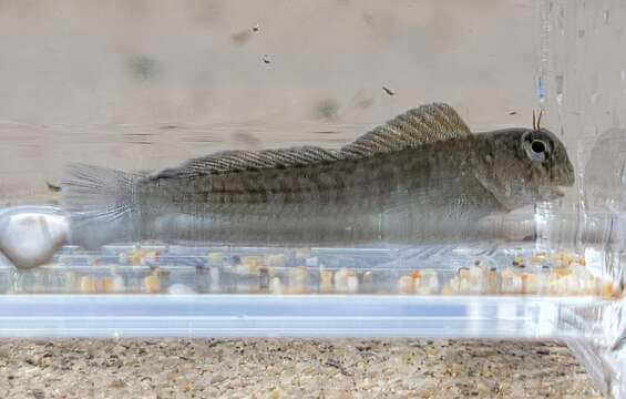 Image of Zebra Blenny