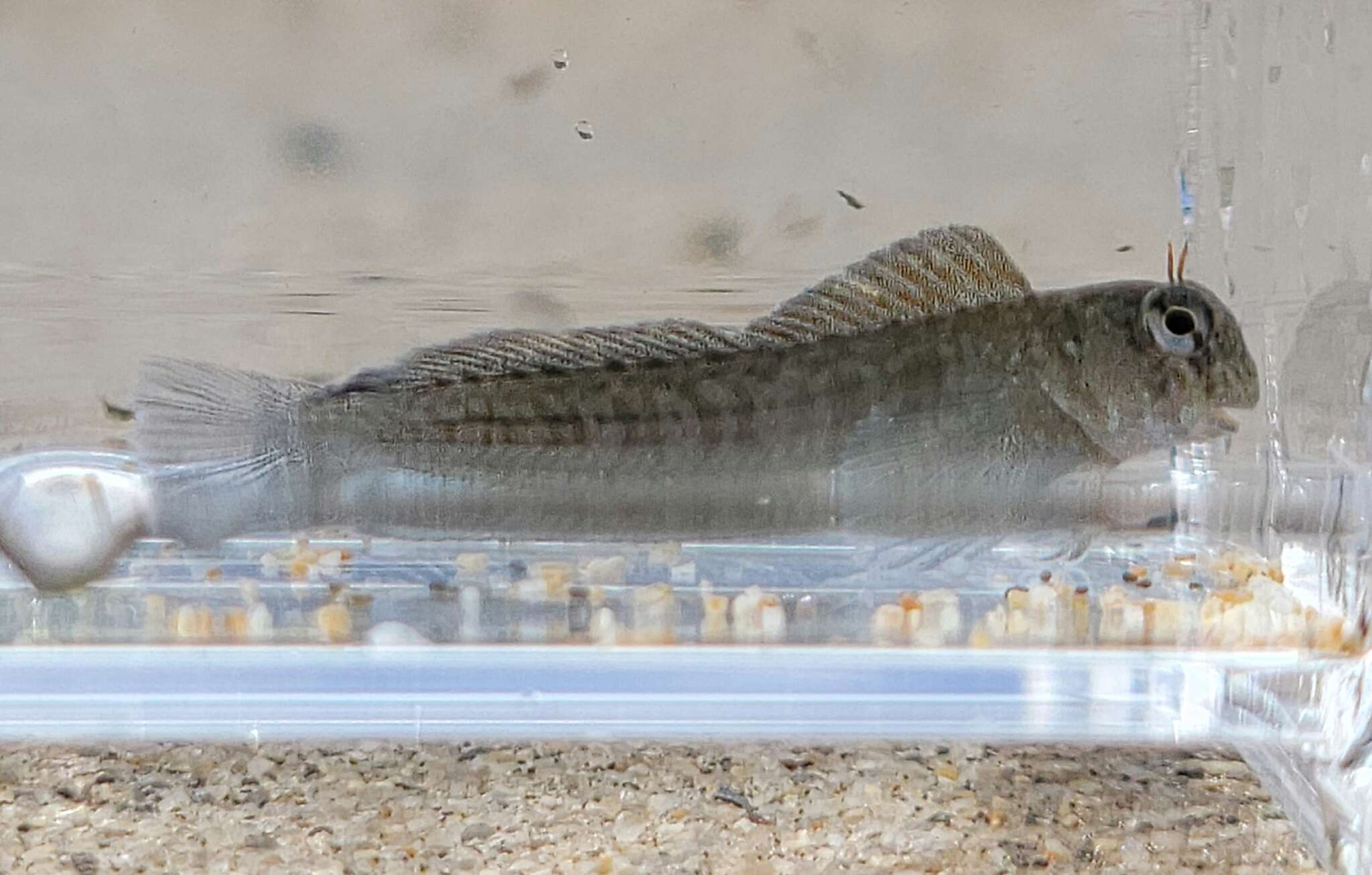 Istiblennius zebra (Vaillant & Sauvage 1875) resmi