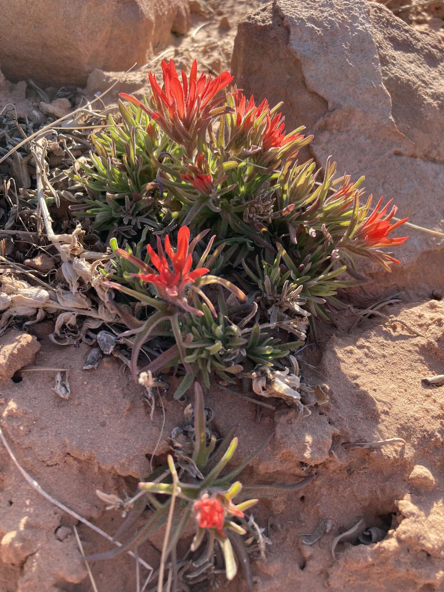 Image de Castilleja scabrida Eastw.