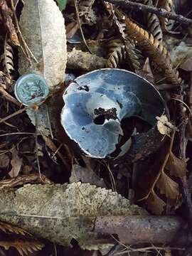 Image of Kauri Snail