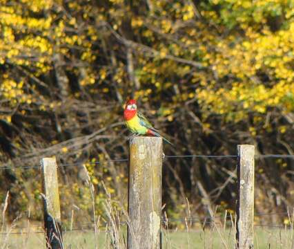 Image of Eastern Rosella