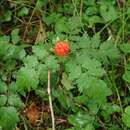 Sivun Rubus pungens Cambess. ex Jacq. kuva