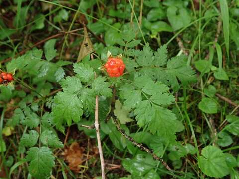 Image of Rubus pungens Cambess. ex Jacq.