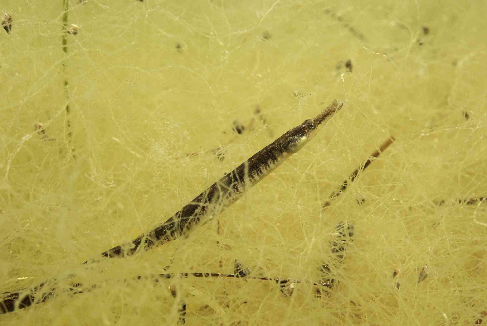 Image of Black-striped Pipefish