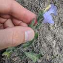 Image of Ruellia occidentalis (A. Gray) Tharp & F. A. Barkley