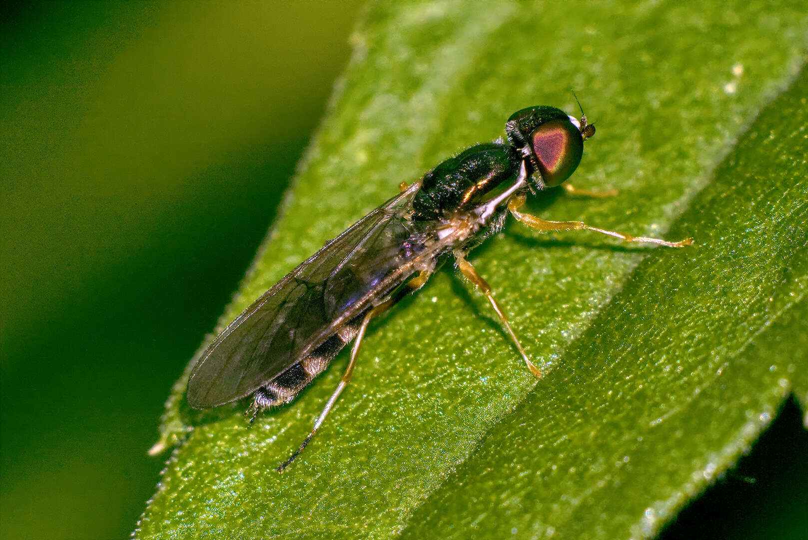 Image of Sargus fasciatus Fabricius 1805