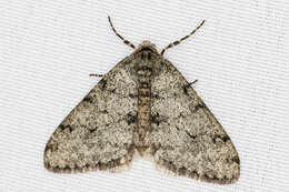 Image of Phigalia strigataria Minot 1869