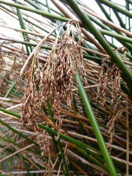 Image of Machaerina articulata (R. Br.) T. Koyama