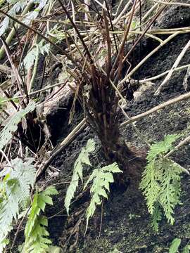 Image of Gaudichaud's halberd fern