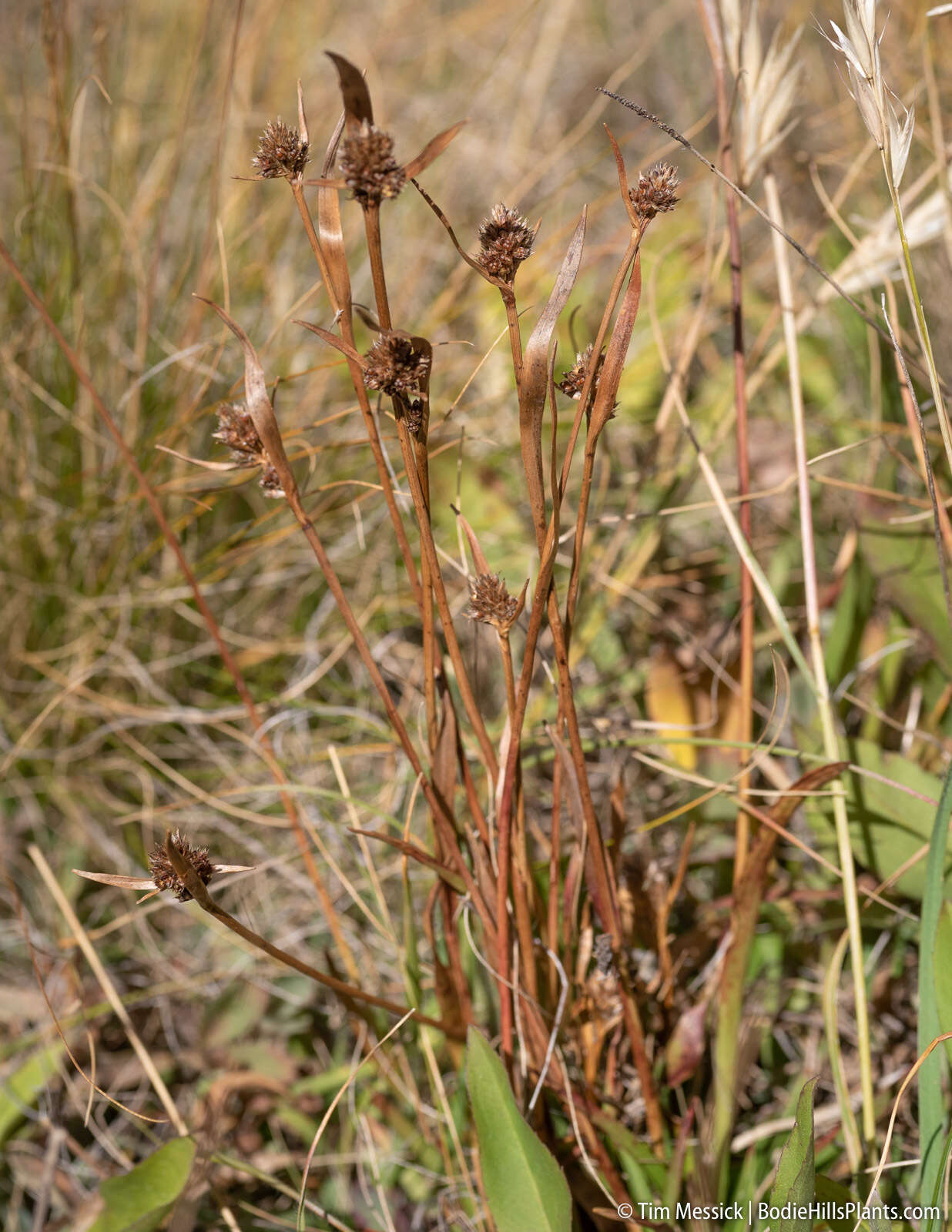 Image of Sierra woodrush