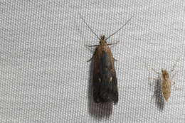 Image of Dichomeris copa Hodges 1986