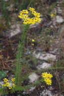 صورة <i>Chrysopsis <i>linearifolia</i></i> var. linearifolia