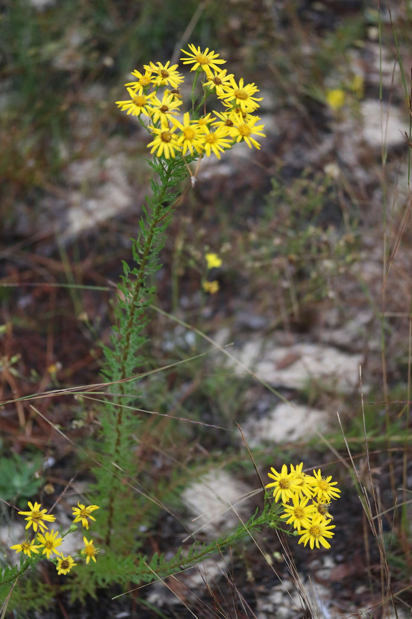 Image of <i>Chrysopsis <i>linearifolia</i></i> var. linearifolia