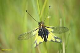 Image of Owly sulphur