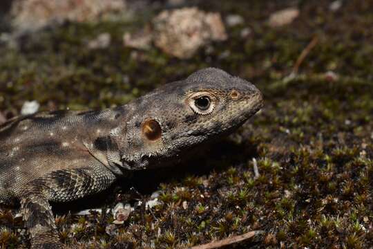 Ctenophorus ornatus (Gray 1845) resmi