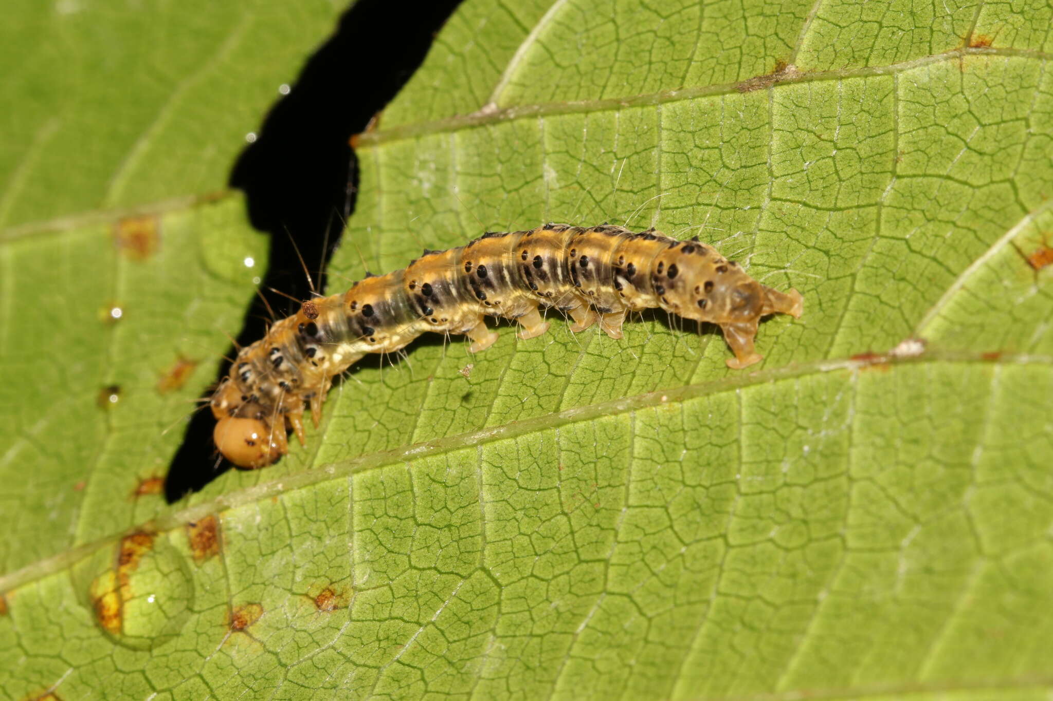 Image of Asota heliconia zebrina (Butler 1877)