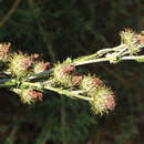 Image of Berkheya rhapontica (DC.) Hutch. & Burtt Davy