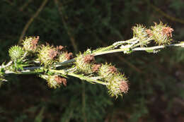 Sivun Berkheya rhapontica (DC.) Hutch. & Burtt Davy kuva