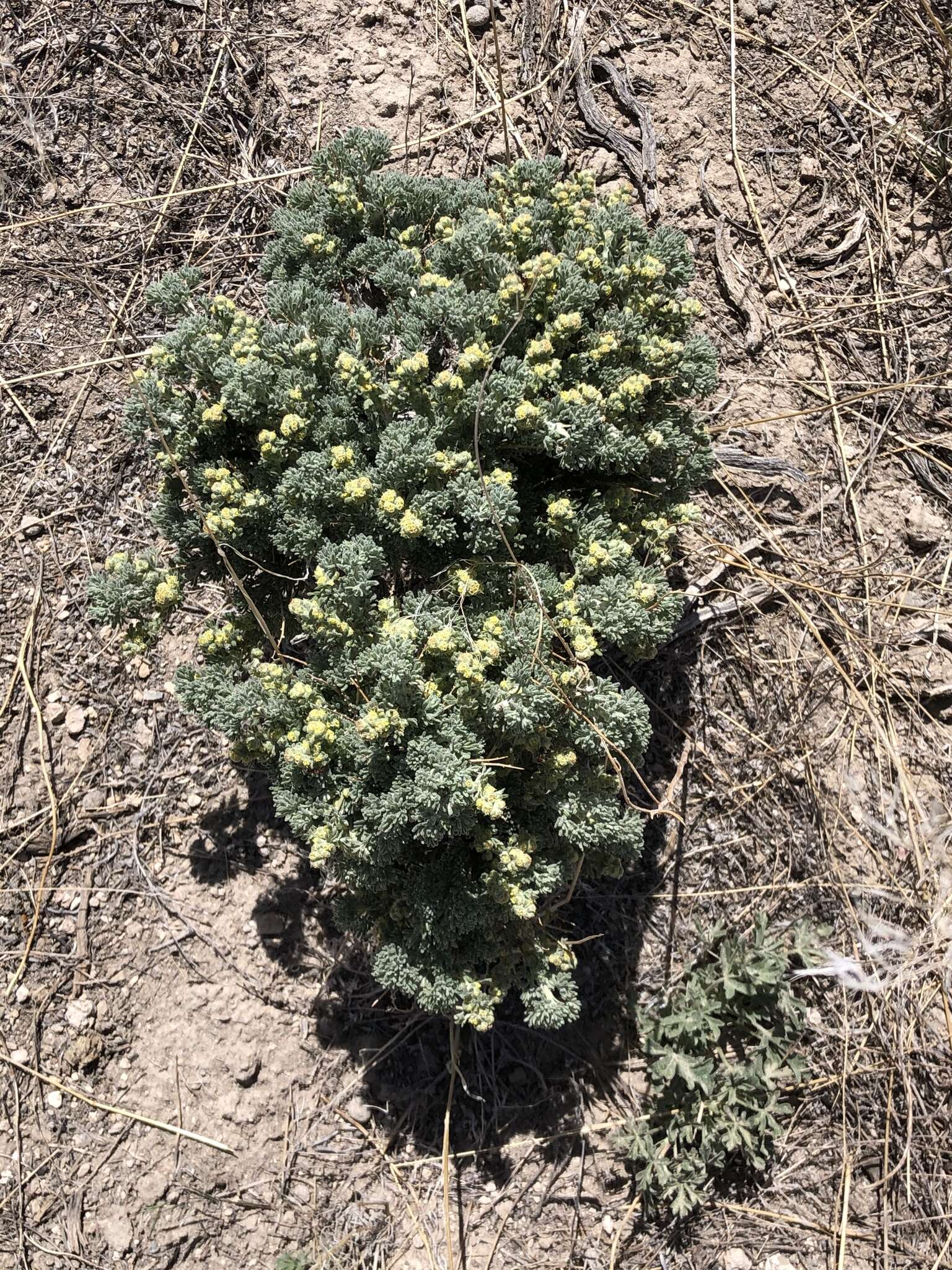 Image of bud sagebrush