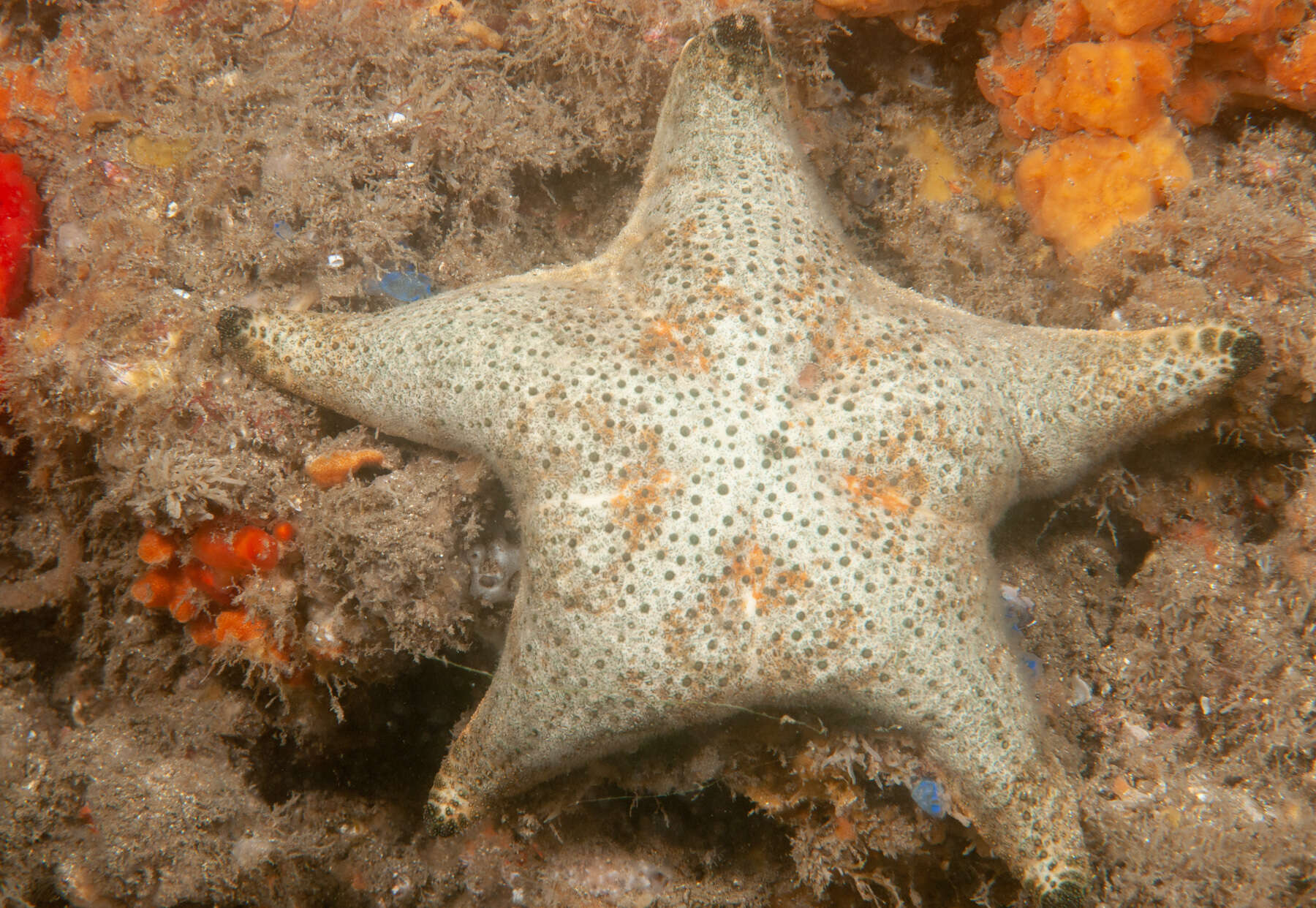 Image of <i>Anthenea sidneyensis</i>