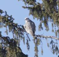 Image of Gyr Falcon