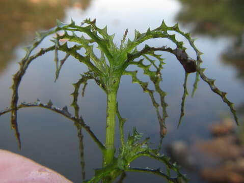 Image of Najas horrida A. Braun ex Magnus