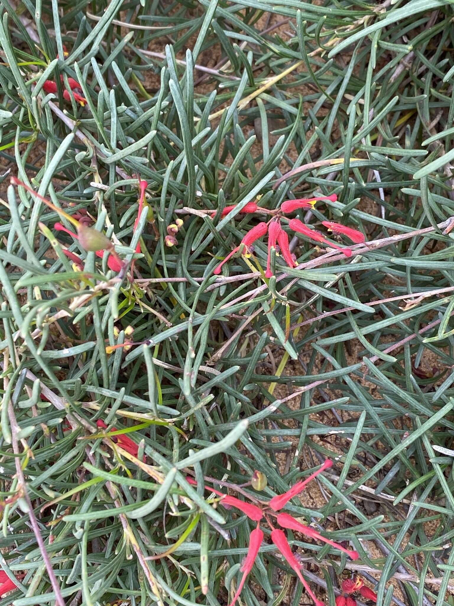 Image of Grevillea nudiflora Meissn.