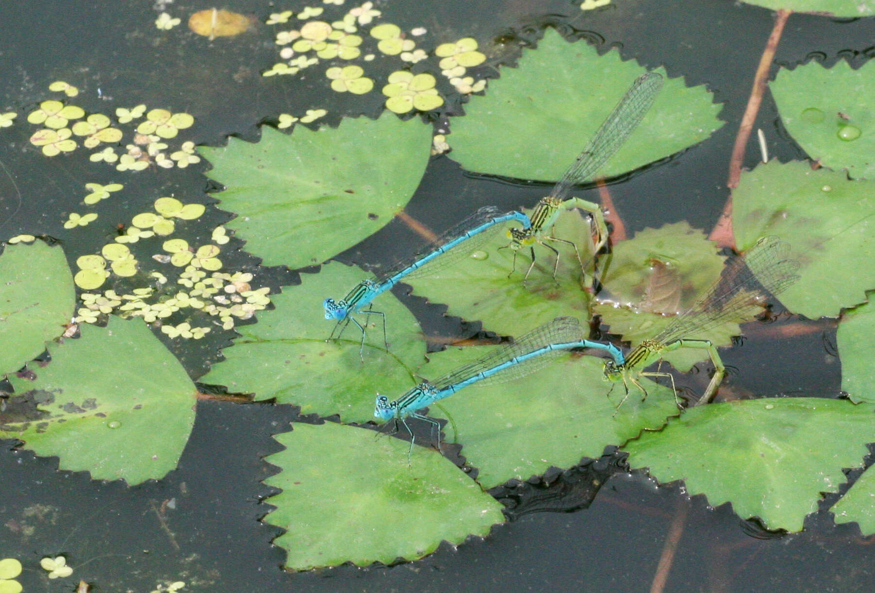 Image of Paracercion plagiosum (Needham 1929)