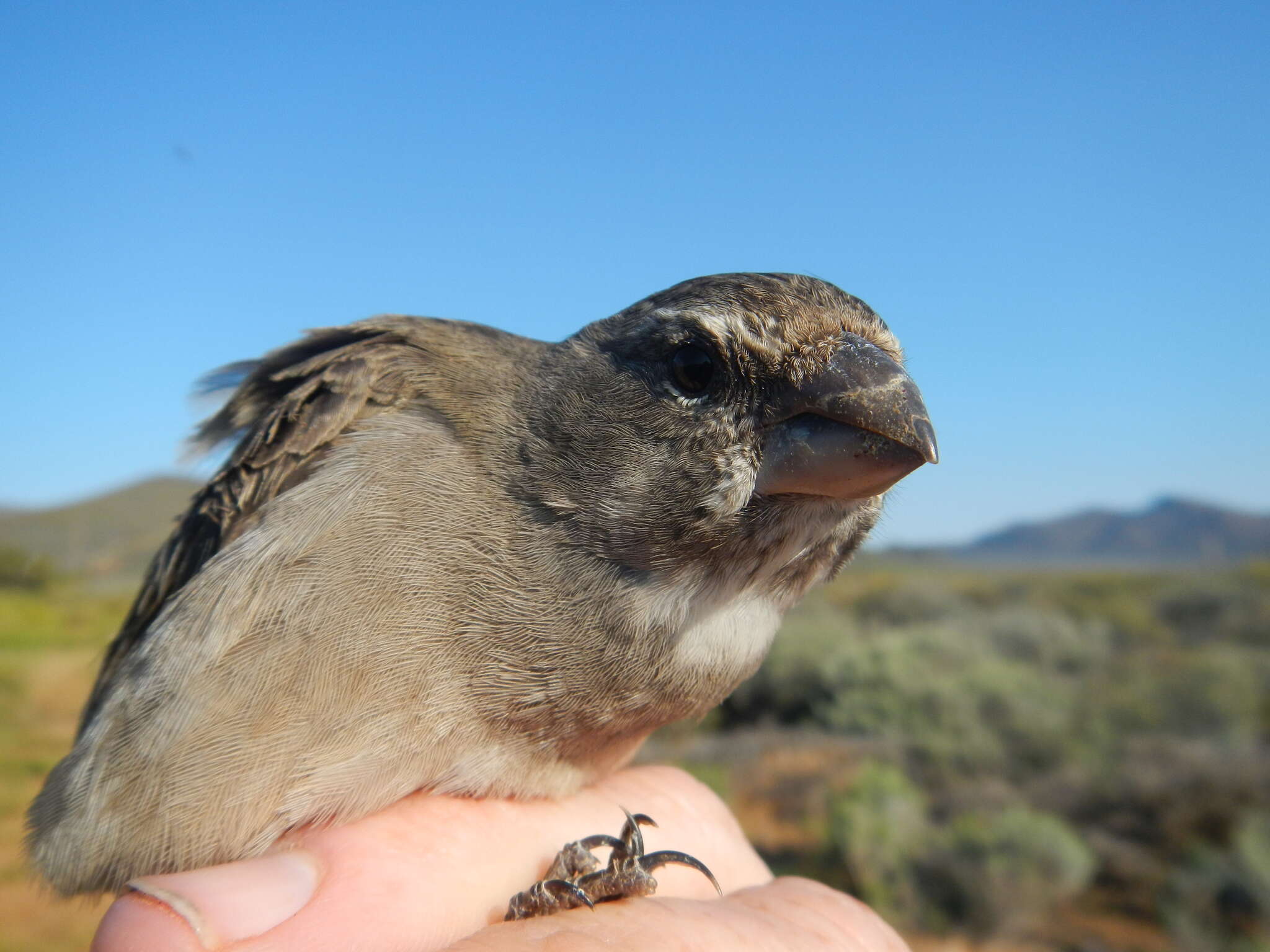 Image of White-throated Canary