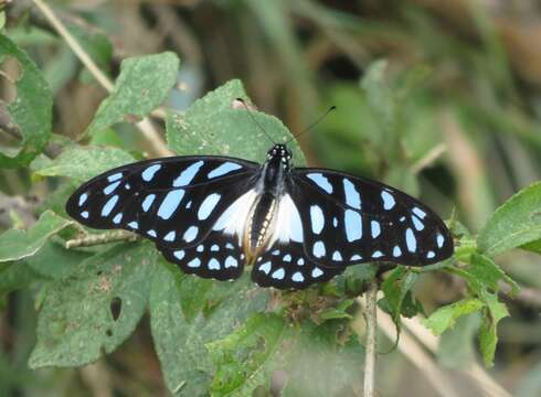 Image of common graphium