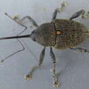 صورة Curculio distinguendus Roelofs & W. 1874