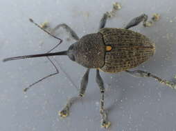 Image of Curculio distinguendus Roelofs & W. 1874