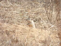 Image of Indian Desert Gerbil