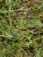 Image of Thesium pyrenaicum Pourr.
