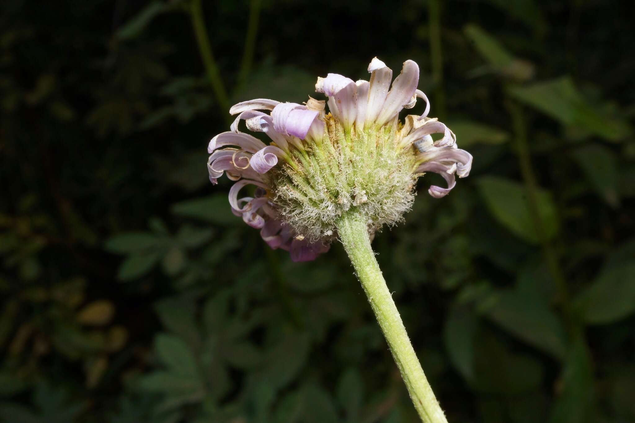 Image de Erigeron aliceae Howell