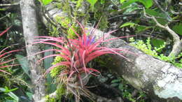 Imagem de Tillandsia brachycaulos Schltdl.