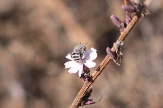 Image of Anthophora curta Provancher 1895