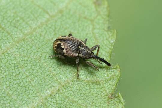 Image of Anthonomus bisignifer Schenkling, S. & Marshall G. A. K. 1934